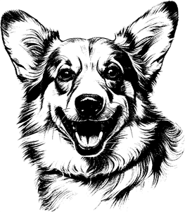 Welsh corgi