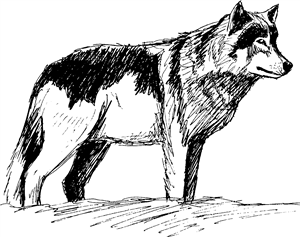 Wolf