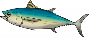 Tuna