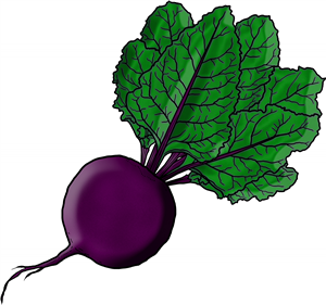 Fresh Beetroot