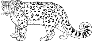 Snow Leopard