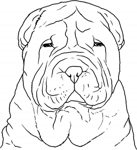 Shar Pei