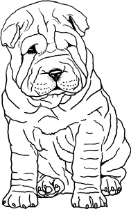 Shar-Pei Puppy