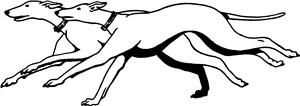 Running Greyhounds
