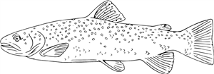 Trout