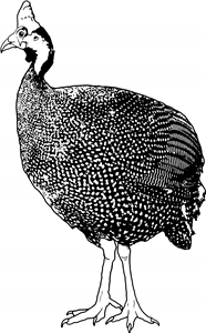 Guinea Fowl