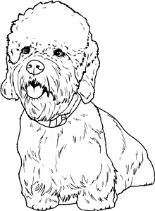 Dandie Dinmont Terrier
