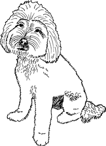 Cockapoo