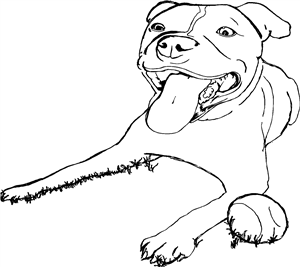 Staffordshire Bull Terrier