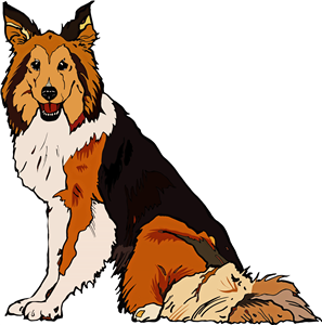 Sheltie Dog