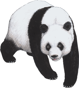 Walking Panda