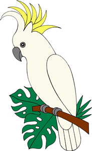 Cockatoo