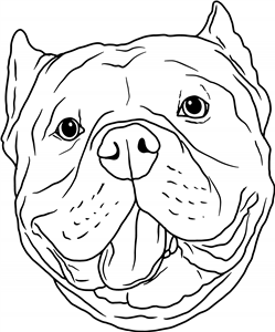 American Bully Head