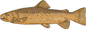 Brown trout