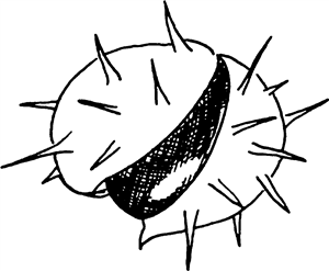 Cracked Conker