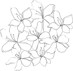 Cherry blossom flowers