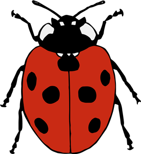 Beautiful Red Ladybird