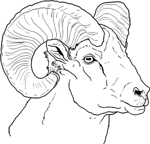 Ram Head