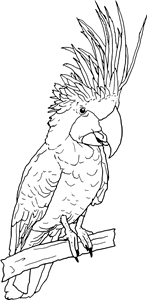 Palm Cockatoo