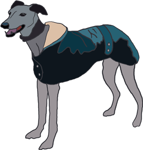 Greyhound With coat 