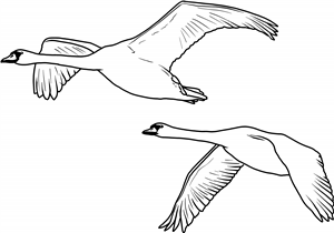 Flying Swans
