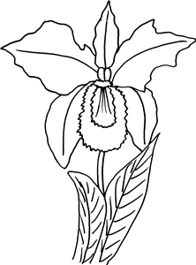 Iris Flower