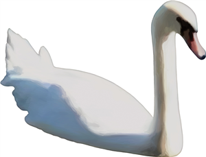 Swan