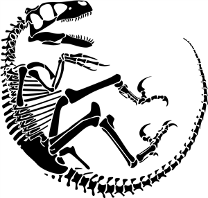Velociraptor Fossil