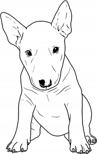 English Bull Terrier