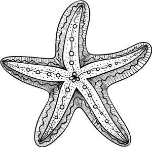 starfish