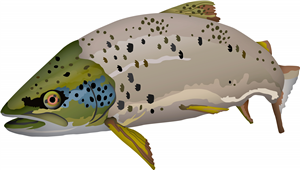 Brown Trout