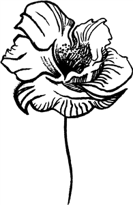 Poppy