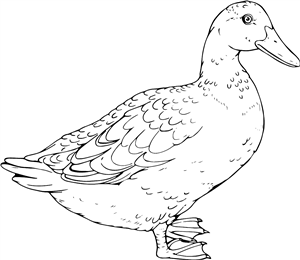 Duck