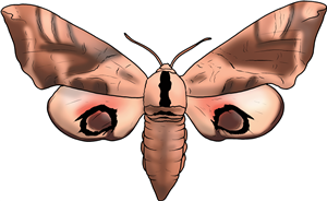 Hawk Moth