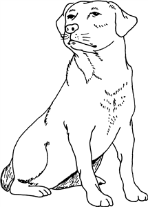 Labrador