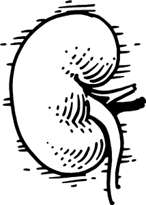 Kidney