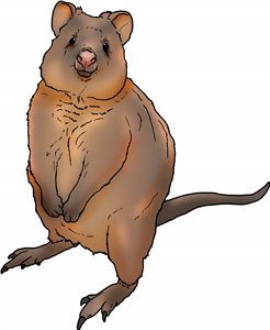 Quokka