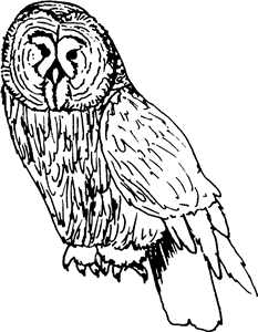 Great Grey Owl