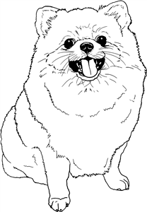 Pomeranian Dog