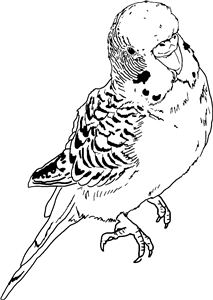 Budgie