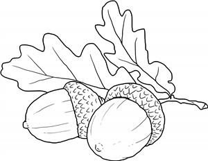 Acorn & Leaves