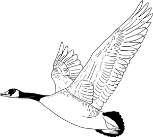 Flying Goose