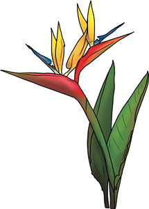 Bird Of Paradise Flower