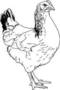 Chicken
