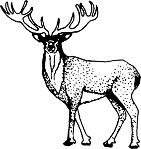 Majestic Stag