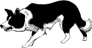 Border Collie