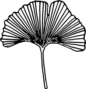 Ginkgo Leaf