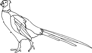 Pheasant Bird
