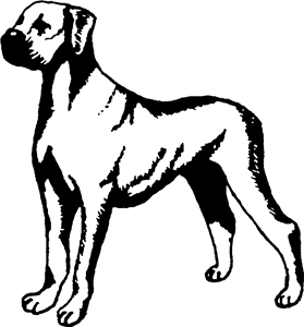 Boxer Dog