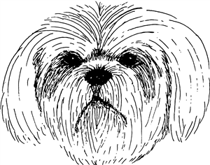 Lhasa Apso Head